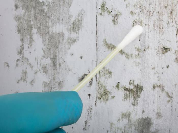 public adjuster checking for mold damage